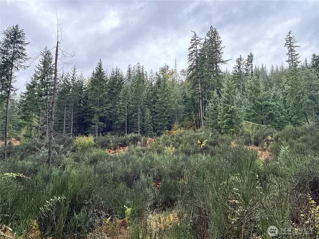 a view of a forest with trees in the background