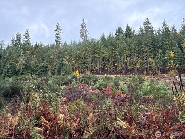 a view of a tree with a yard