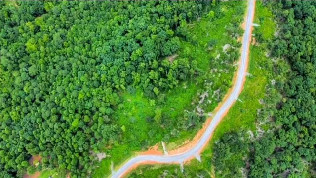 a view of a yard with plants