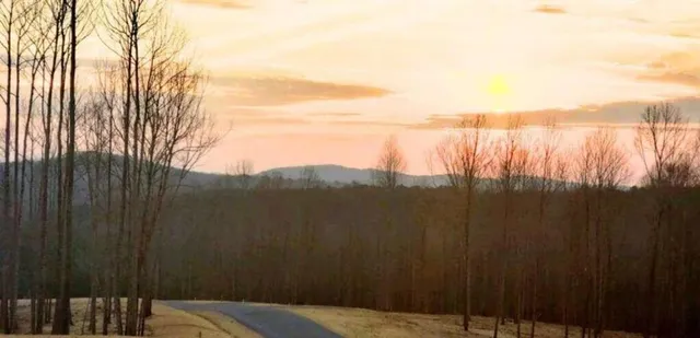 a view of a garden with trees