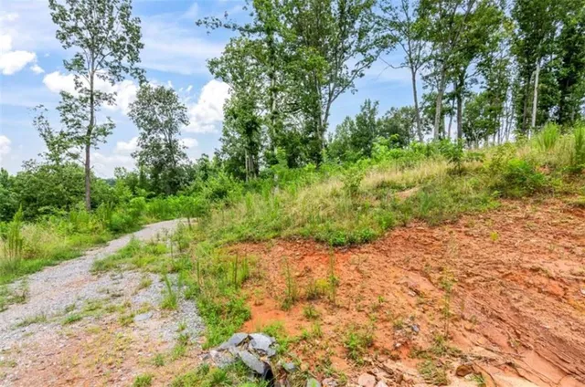 a view of a yard with plants and a large tree