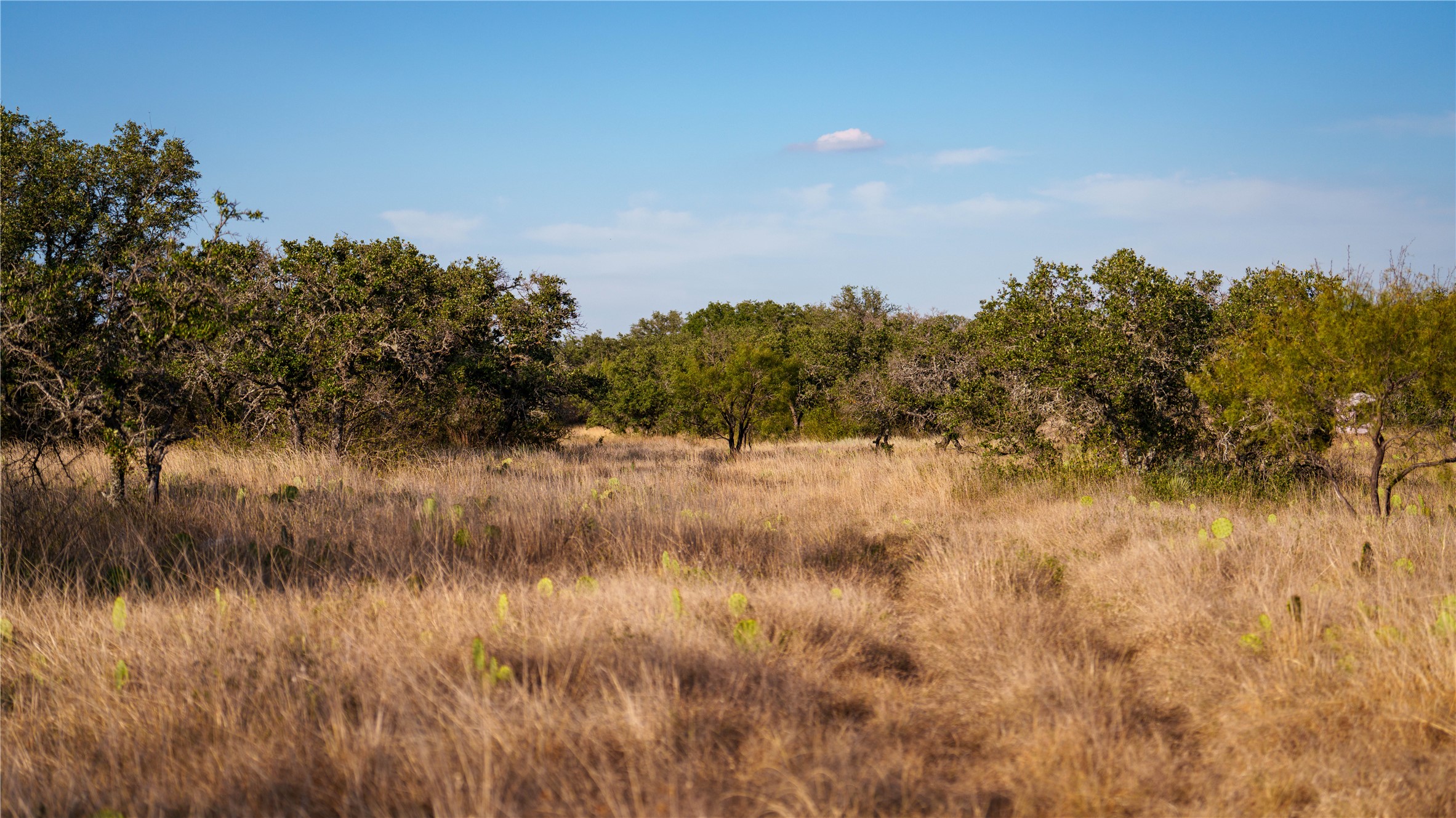 8500 Buck Ridge Drive Brady, TX 76825 - Photo 20 of 32 View of wooded area