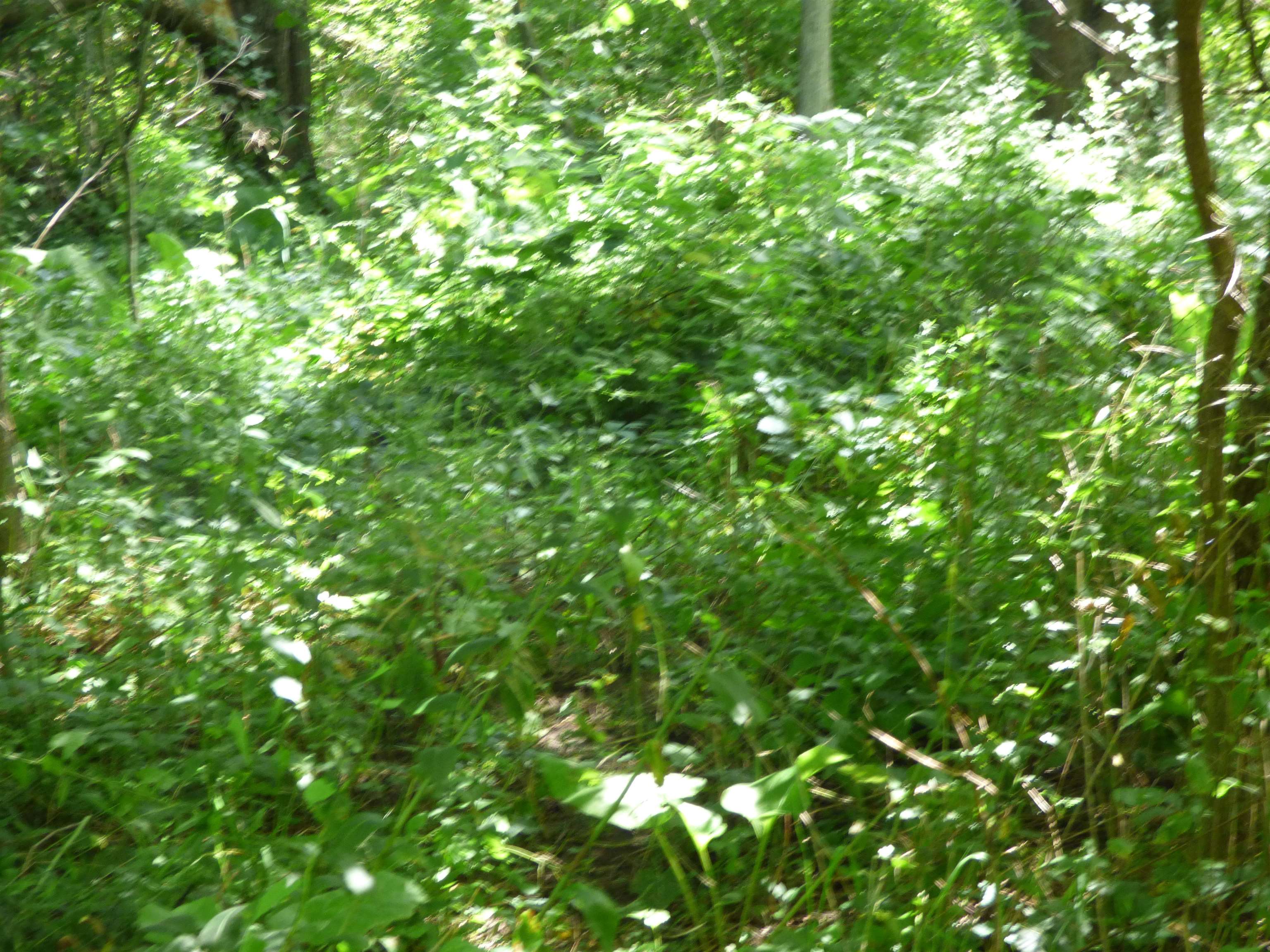 10203 East Center Road Stockton, IL 61085 - Photo 11 of 33 a view of a tree