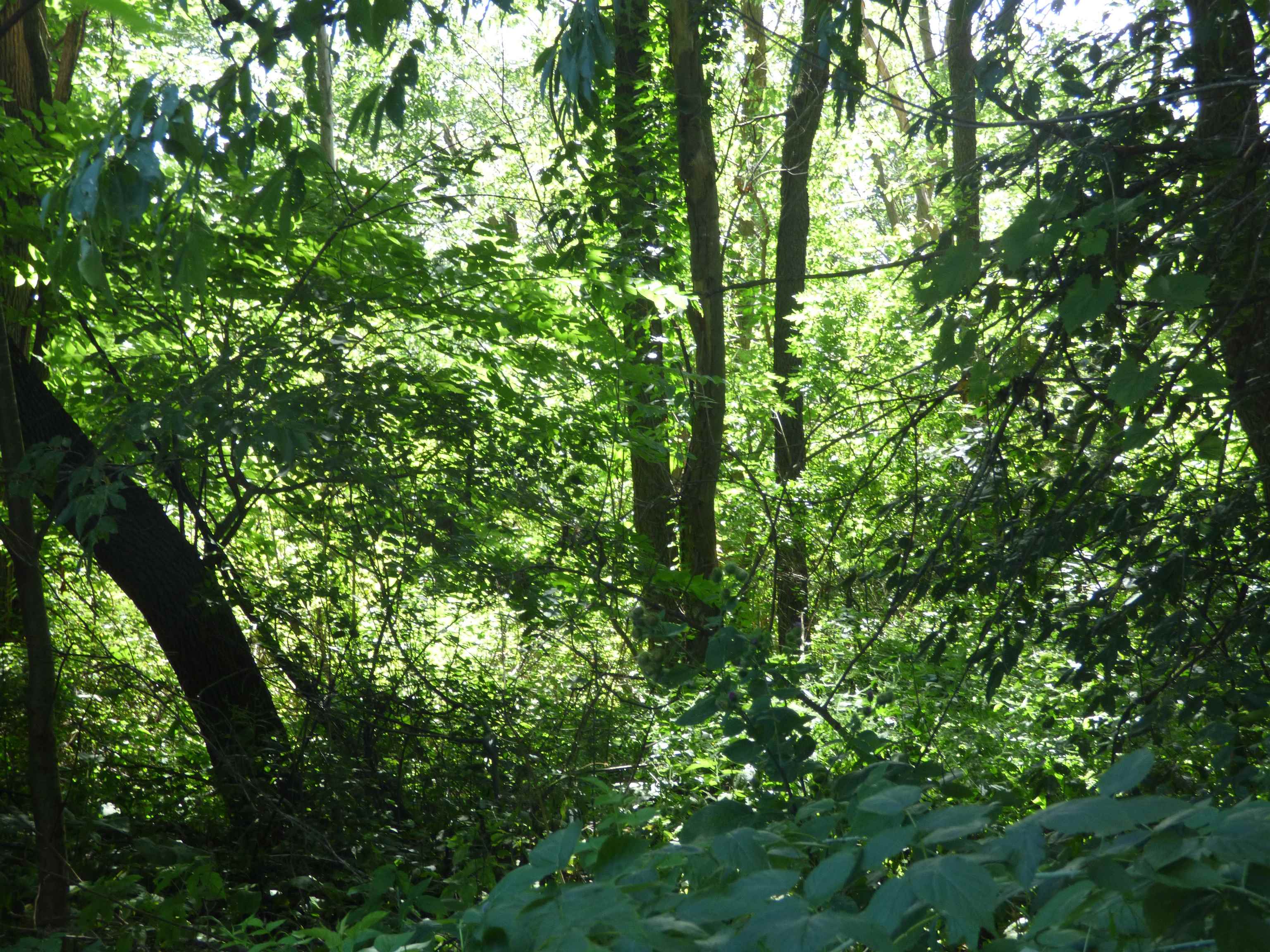 10203 East Center Road Stockton, IL 61085 - Photo 17 of 33 a view of a lush green forest