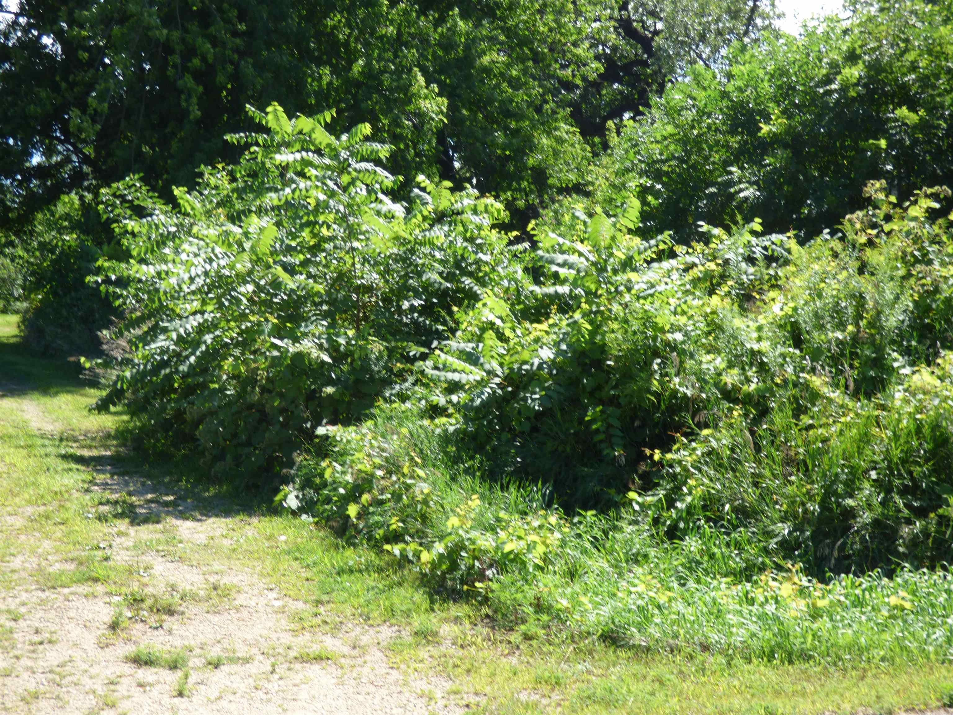 10203 East Center Road Stockton, IL 61085 - Photo 3 of 33 a view of a garden