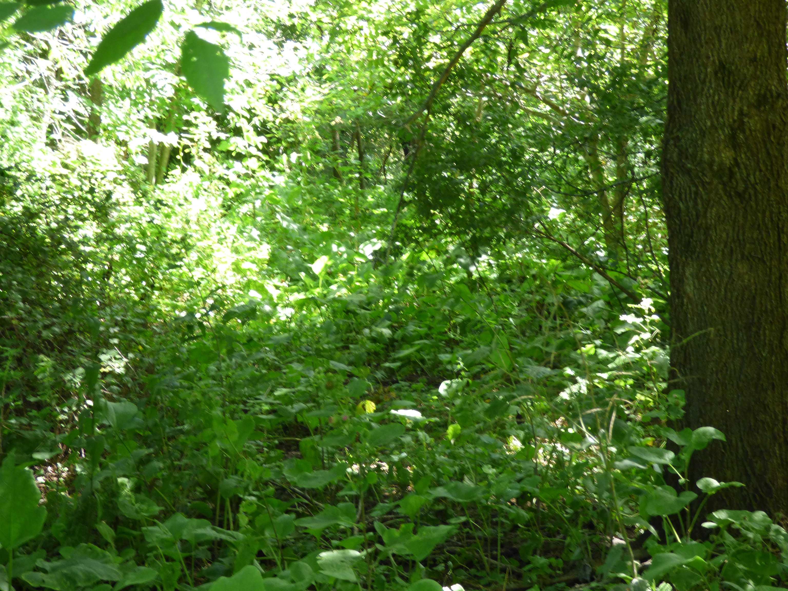 10203 East Center Road Stockton, IL 61085 - Photo 10 of 33 a view of a lush green plant