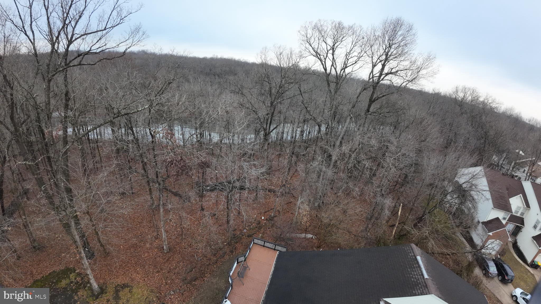 247 Becks Woods Drive Bear, DE 19701 - Photo 50 of 58 a view of a forest filled with trees