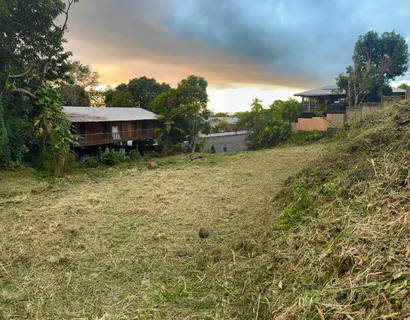 a plant is in middle of the green field