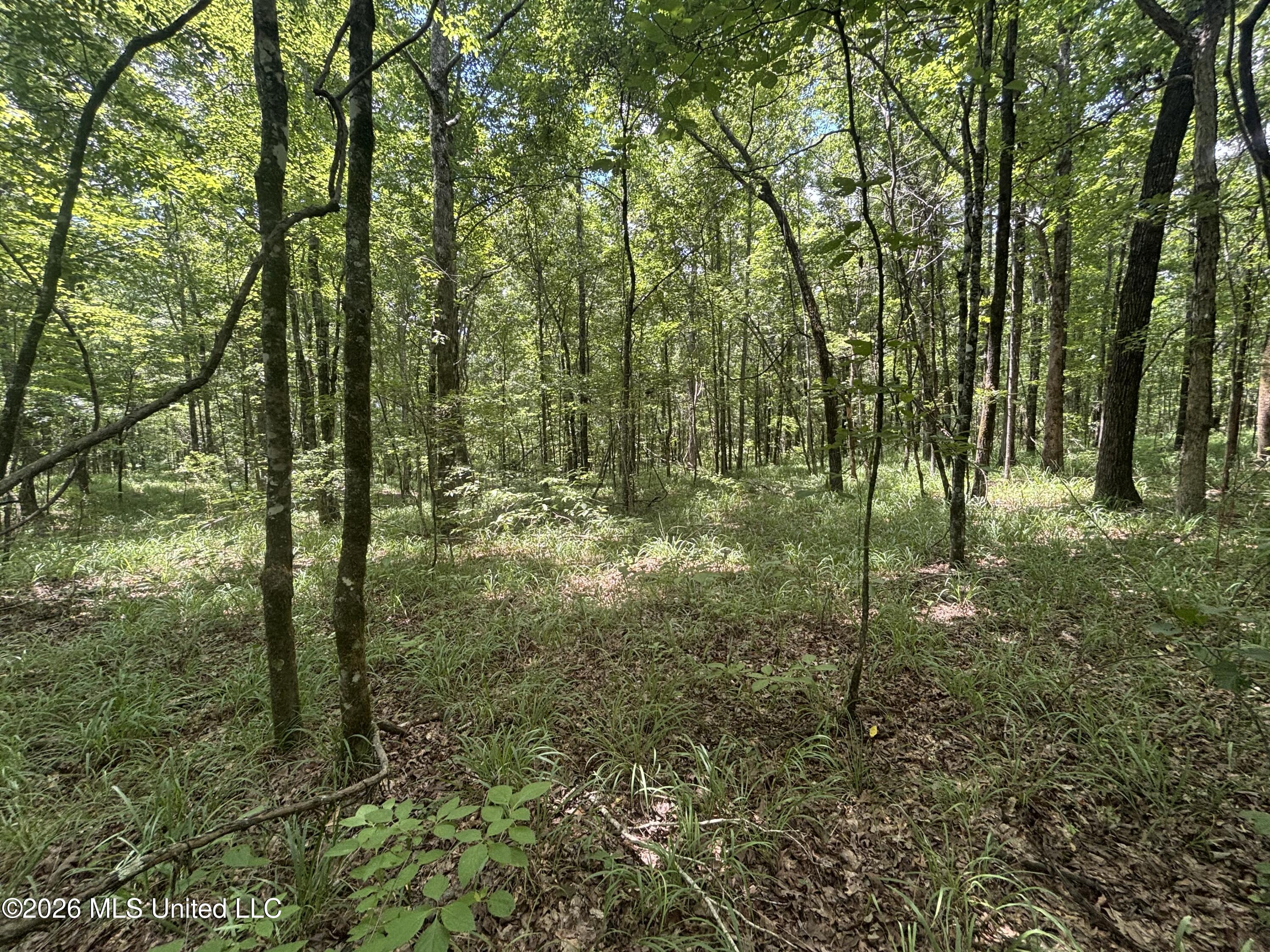 Firetower Road Camden, MS 39045 - Photo 3 of 12 IMG_4809