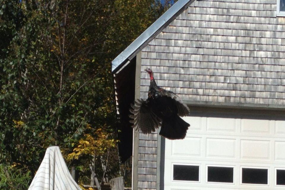 903 Winkumpaugh Road Ellsworth, ME 04605 - Photo 31 of 35 Court7