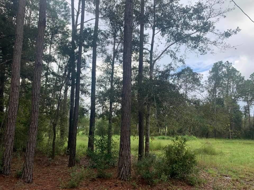 26348 Feely Road Elberta, AL 36530 - Photo 15 of 43