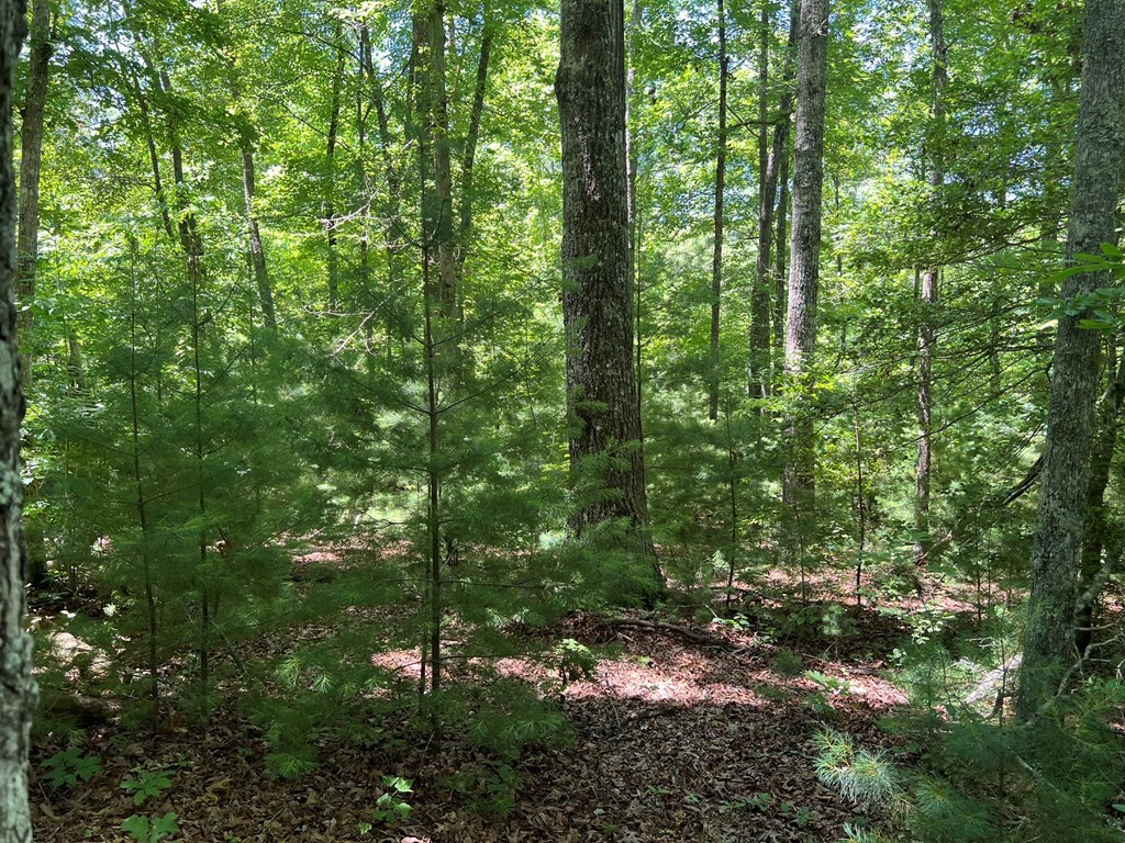 0 Paw Paw Trail Murphy, NC 28906 - Photo 5 of 8 a view of a forest with trees