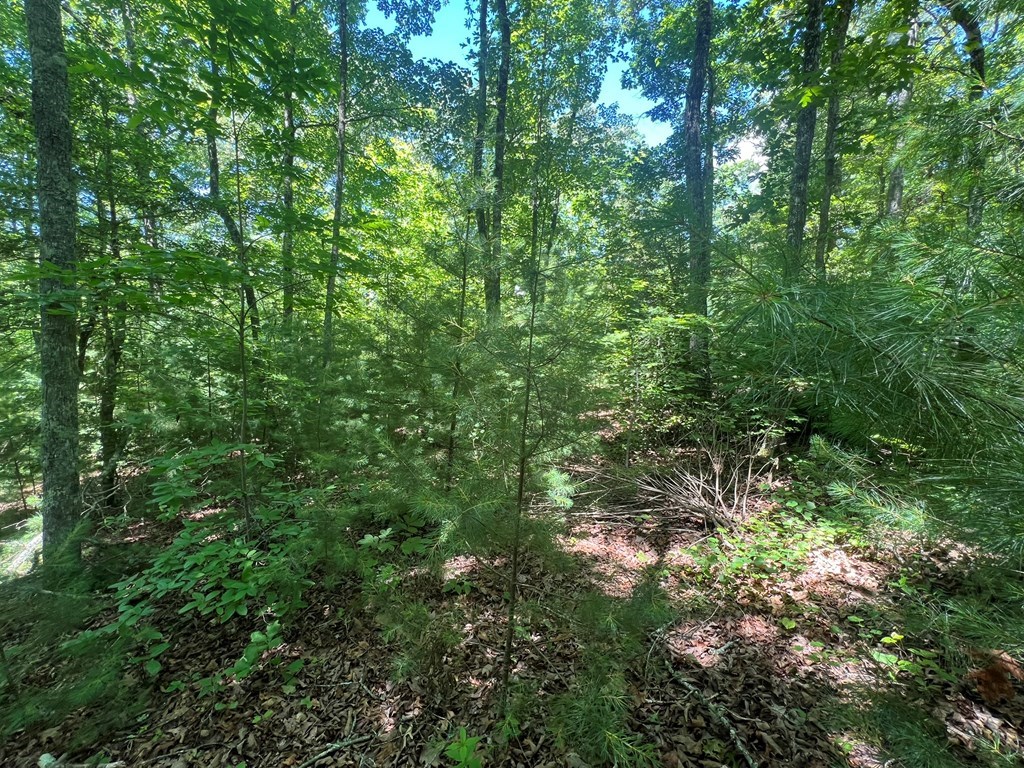 0 Paw Paw Trail Murphy, NC 28906 - Photo 6 of 8 a view of a lush green forest