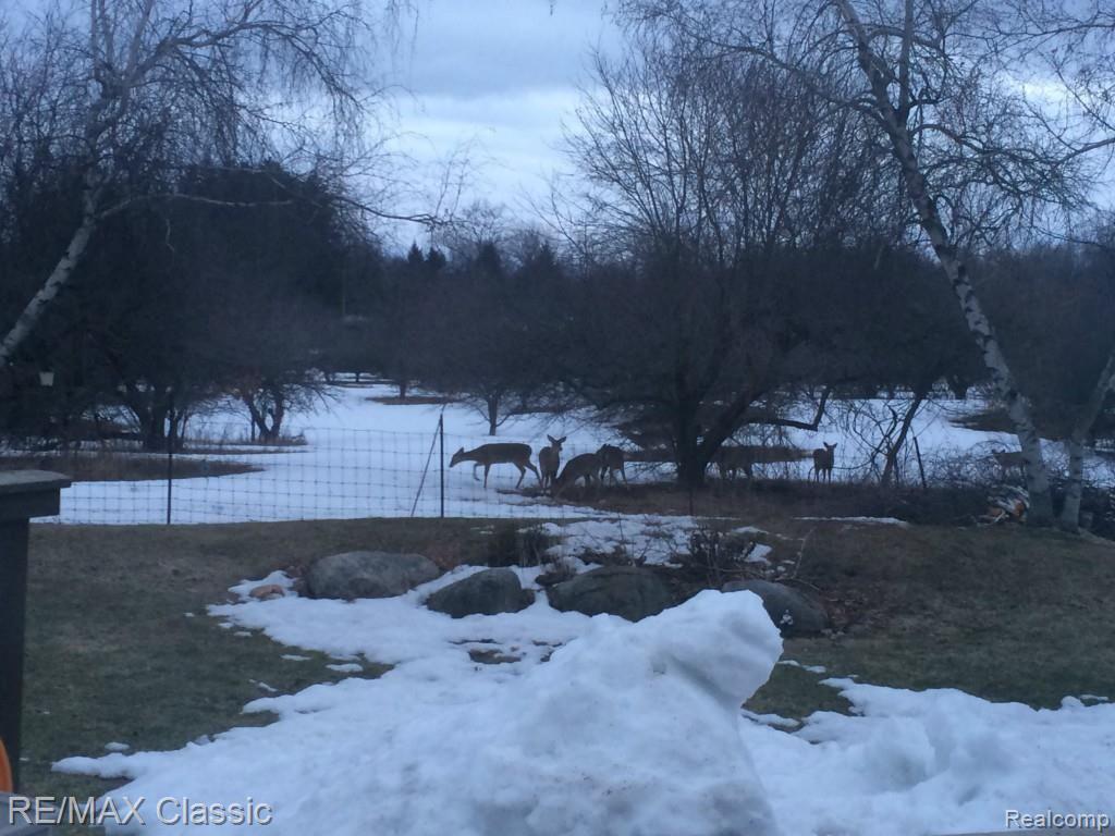 1275 East Rose Center Road Holly, MI 48442 - Photo 10 of 10 1275 Deer.jpg