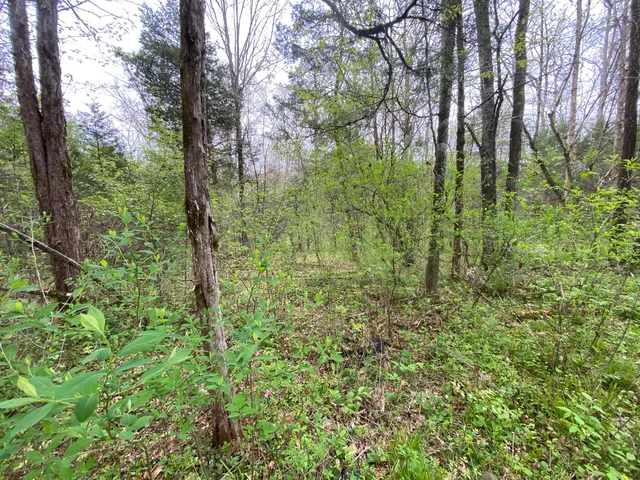 $59,000 | Tbd Melzoni Drive, Unit TRACT 5, Pennington Gap, VA 24277