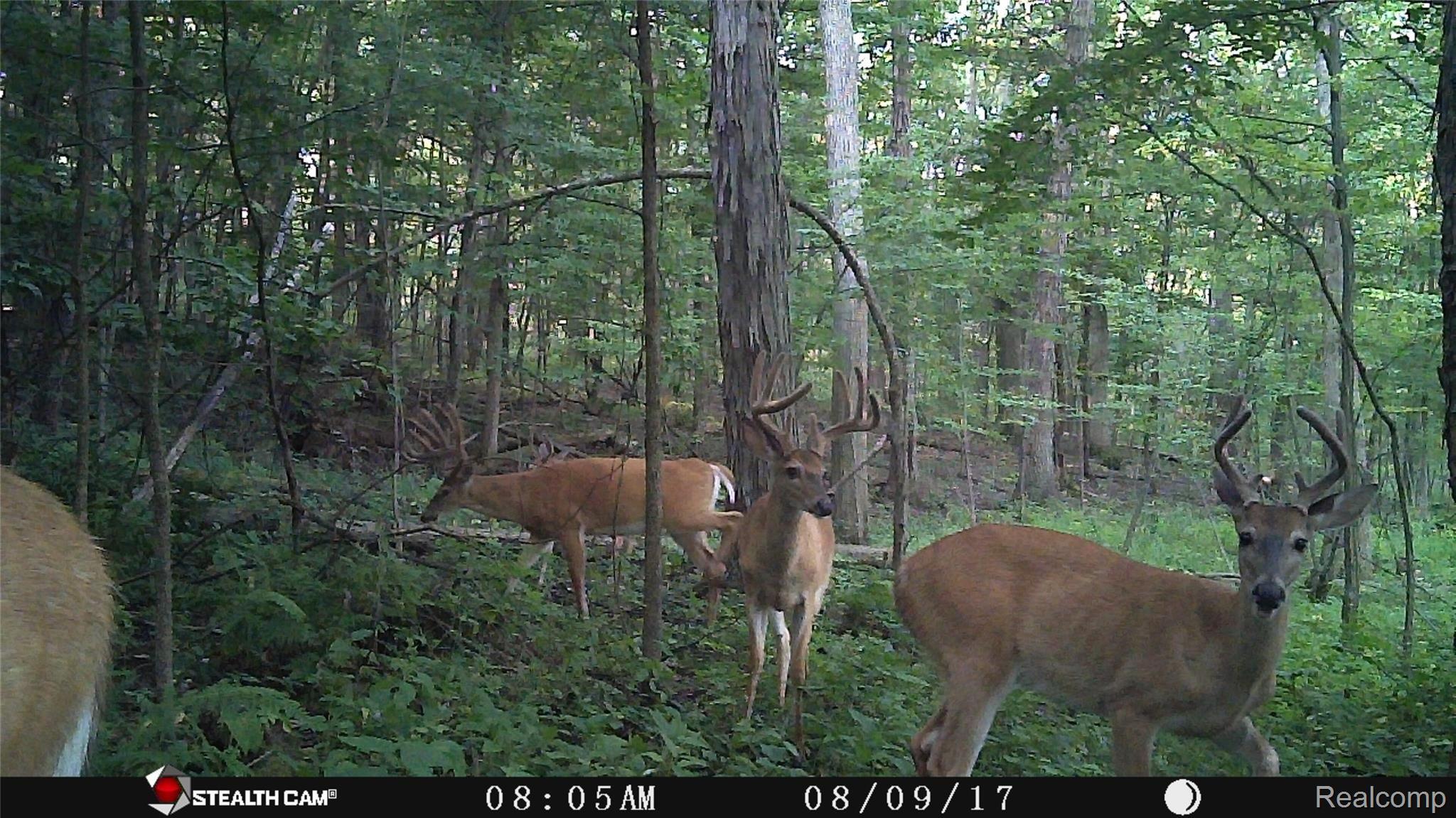 3343 Brewer Road Howell, MI 48855 - Photo 37 of 38 three bucks.JPG