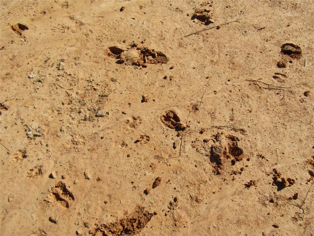 268 County Road 268 Rising Star, TX 76471 - Photo 12 of 23 a bathroom with a bathtub