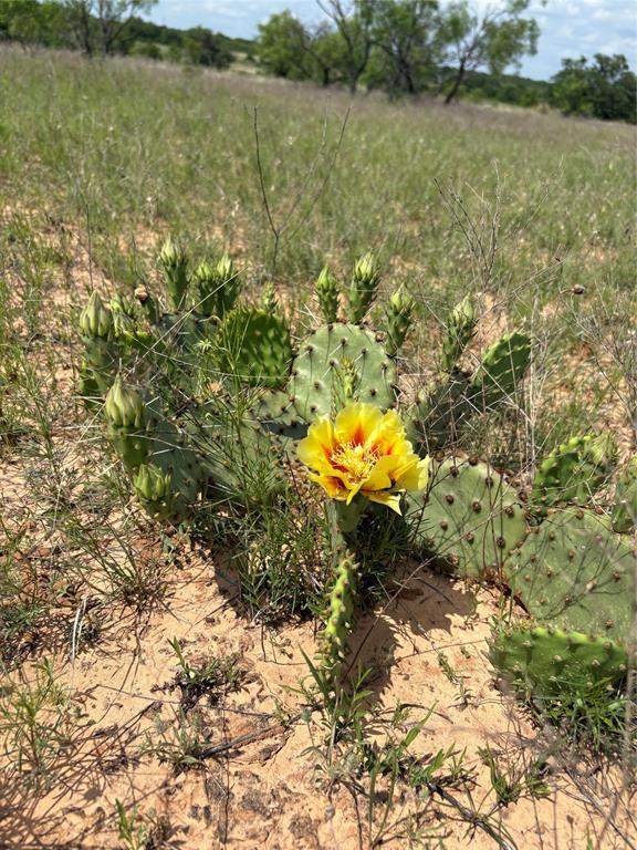 268 County Road 268 Rising Star, TX 76471 - Photo 18 of 23 a view of a lake with a lake