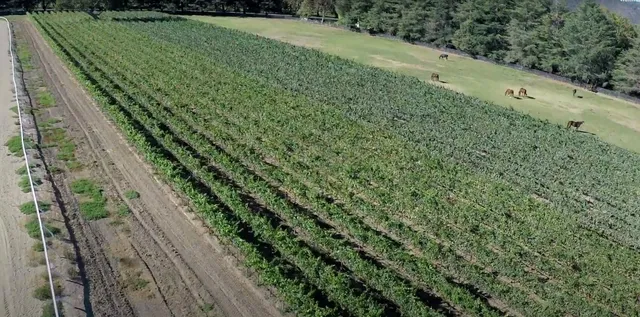 $10,000,000 | 959 East Highway 246, Solvang, CA 93463