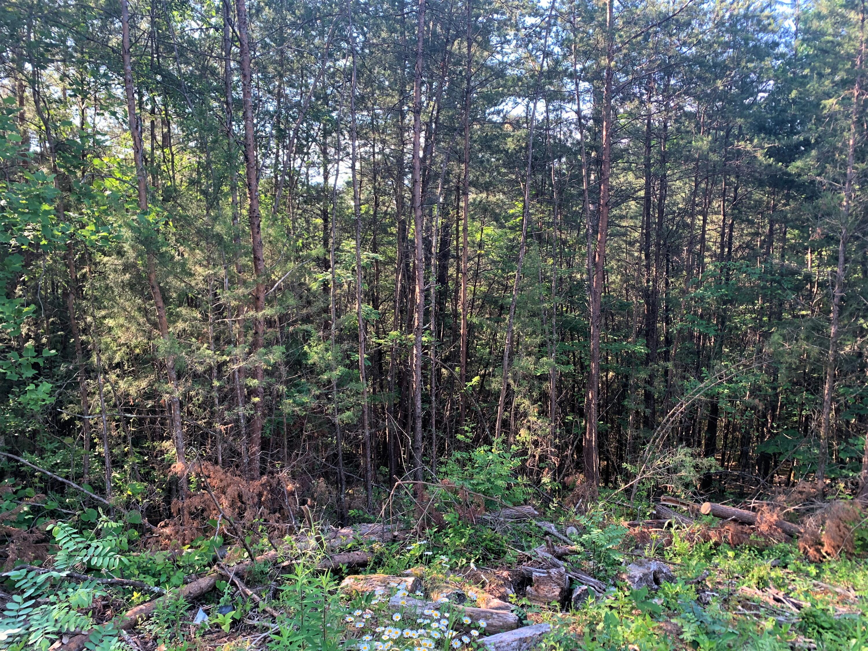 Lot 17 Tucson Road Newport, TN 37821 - Photo 5 of 7 05