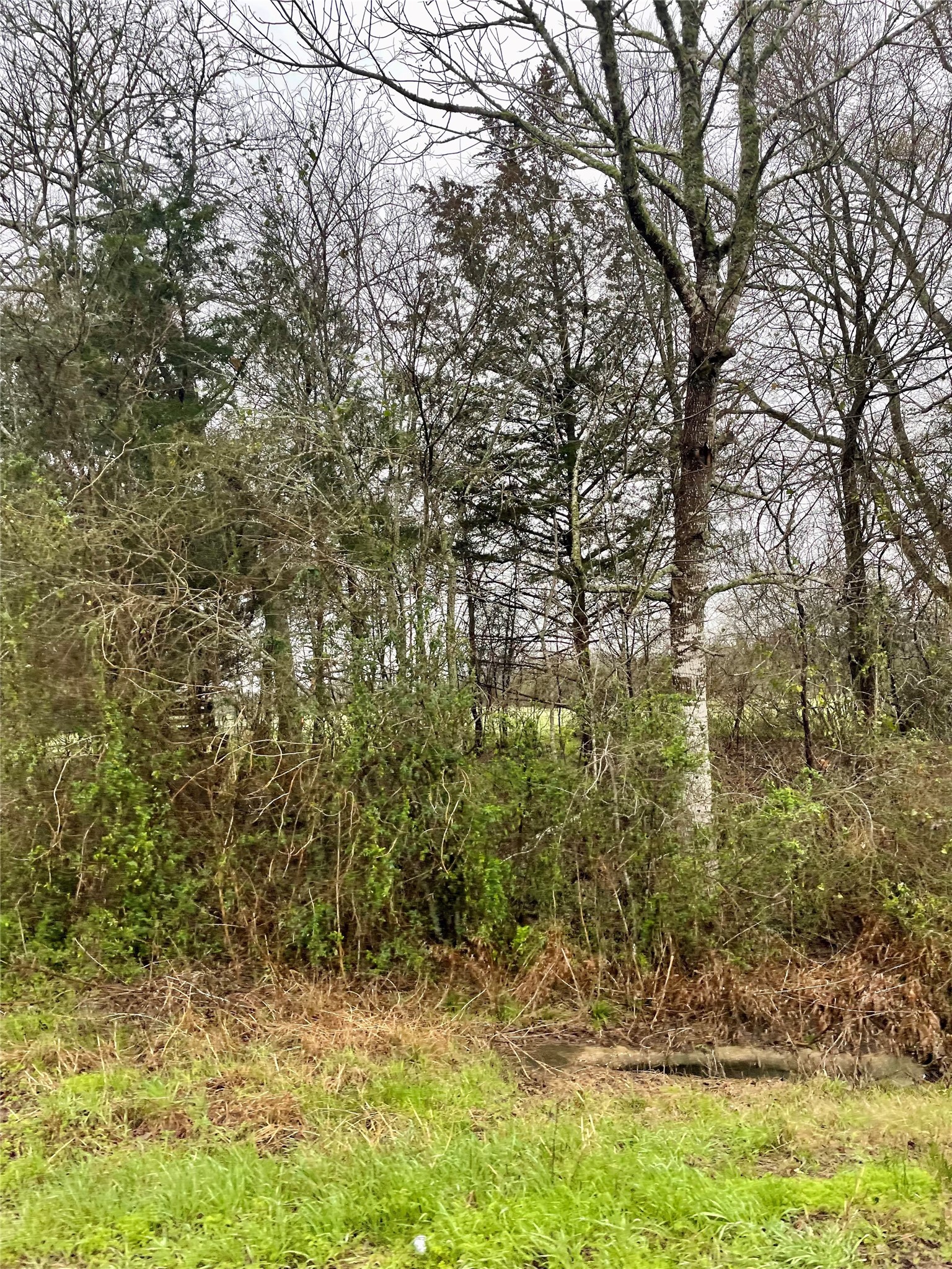 0 Fm 1774 Plantersville, TX 77363 - Photo 3 of 3 a view of a yard