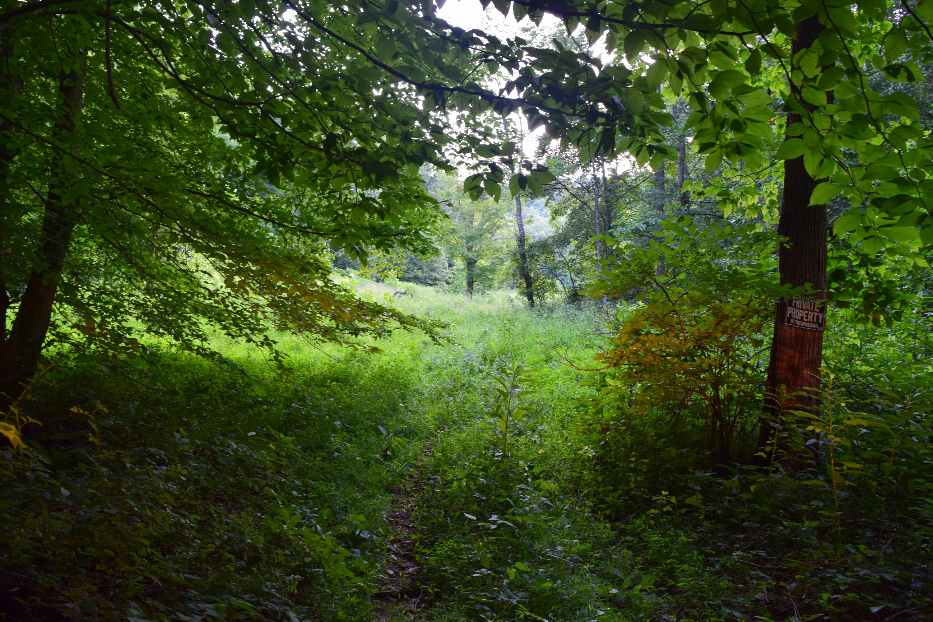 0 Spring Road Wallingford, KY 41093 - Photo 10 of 48 DSC_0255_290