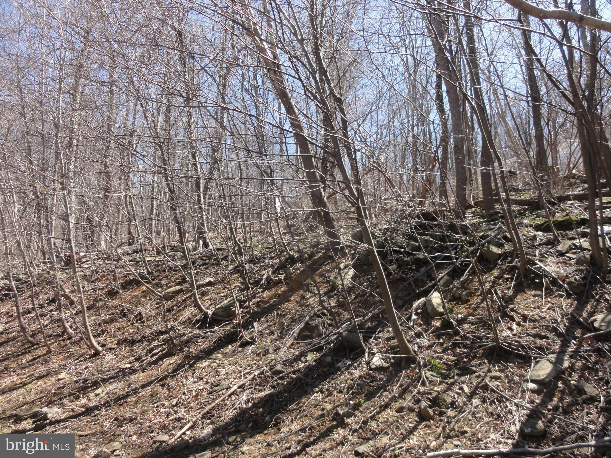 422 Long View Road Linden, VA 22642 - Photo 7 of 22 a yard with a trees