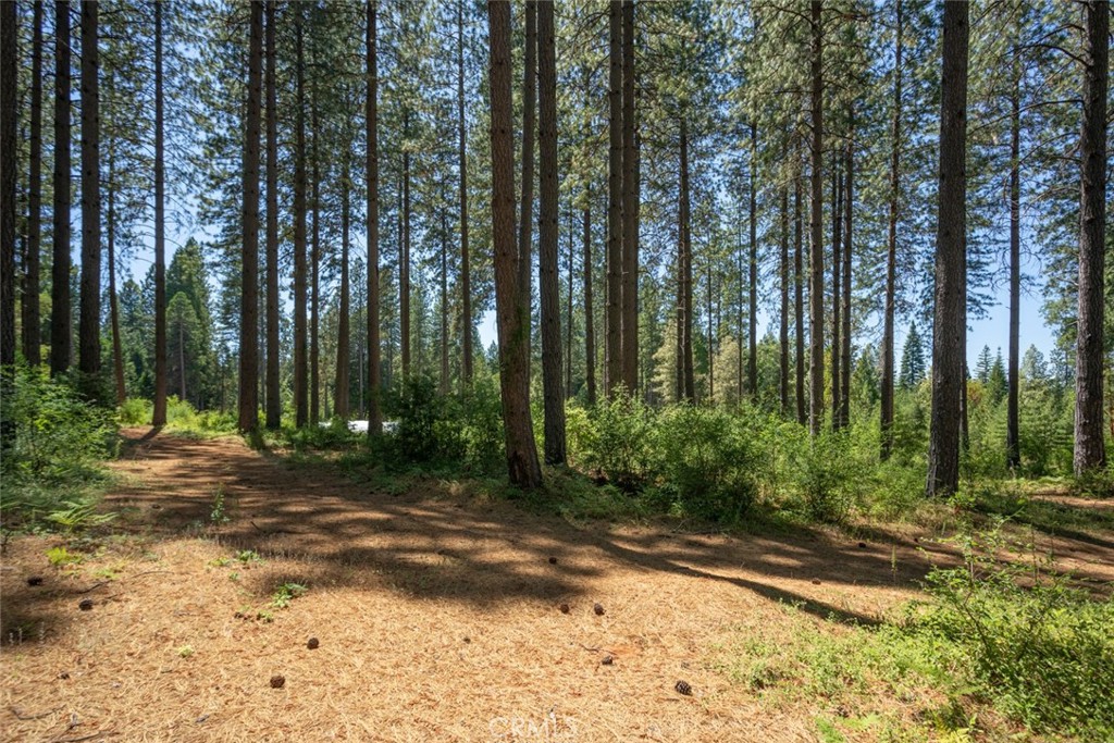 0 Forbestown Road Forbestown, CA 95941 - Photo 22 of 40 a view of a backyard with trees