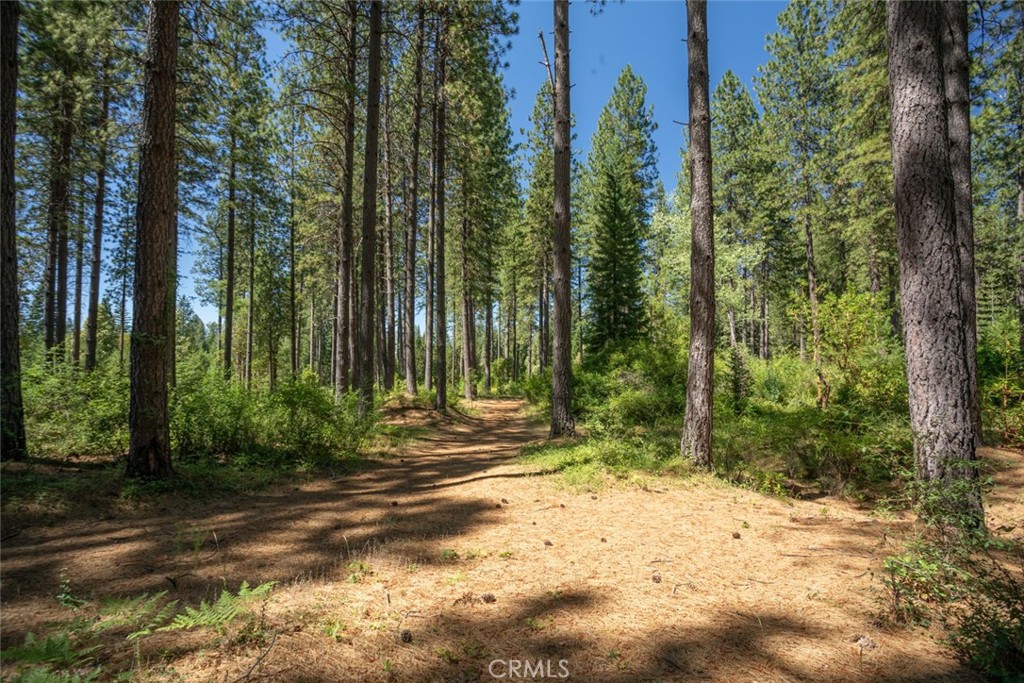 0 Forbestown Road Forbestown, CA 95941 - Photo 24 of 40 a view of a yard with plants and trees