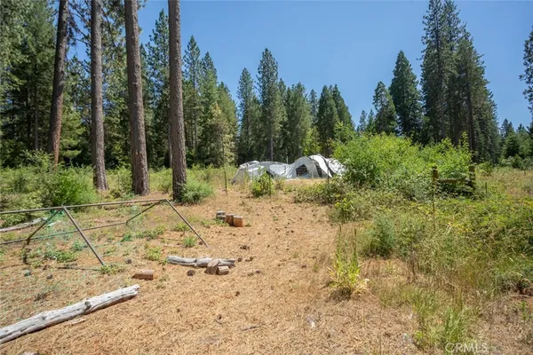 a view of a forest with trees in the background
