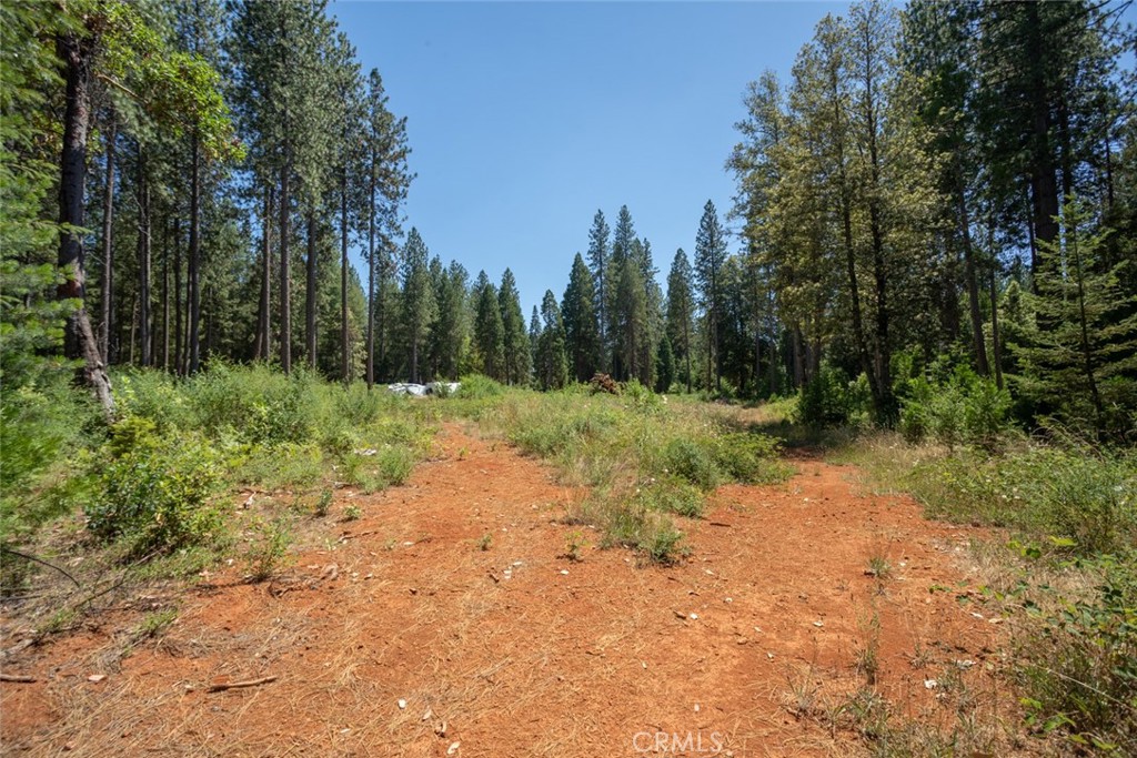 0 Forbestown Road Forbestown, CA 95941 - Photo 30 of 40 a view of a forest with trees in the background