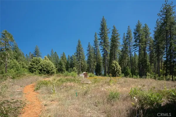 a view of a yard with plants and a trees