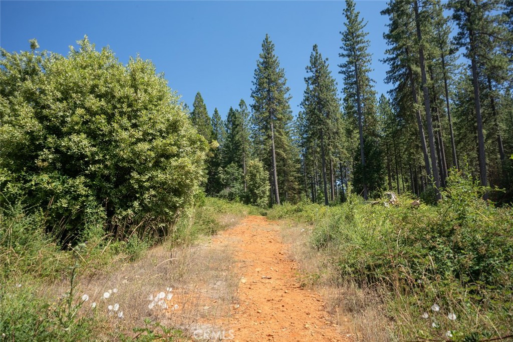 0 Forbestown Road Forbestown, CA 95941 - Photo 34 of 40 a view of a yard with plants and a trees