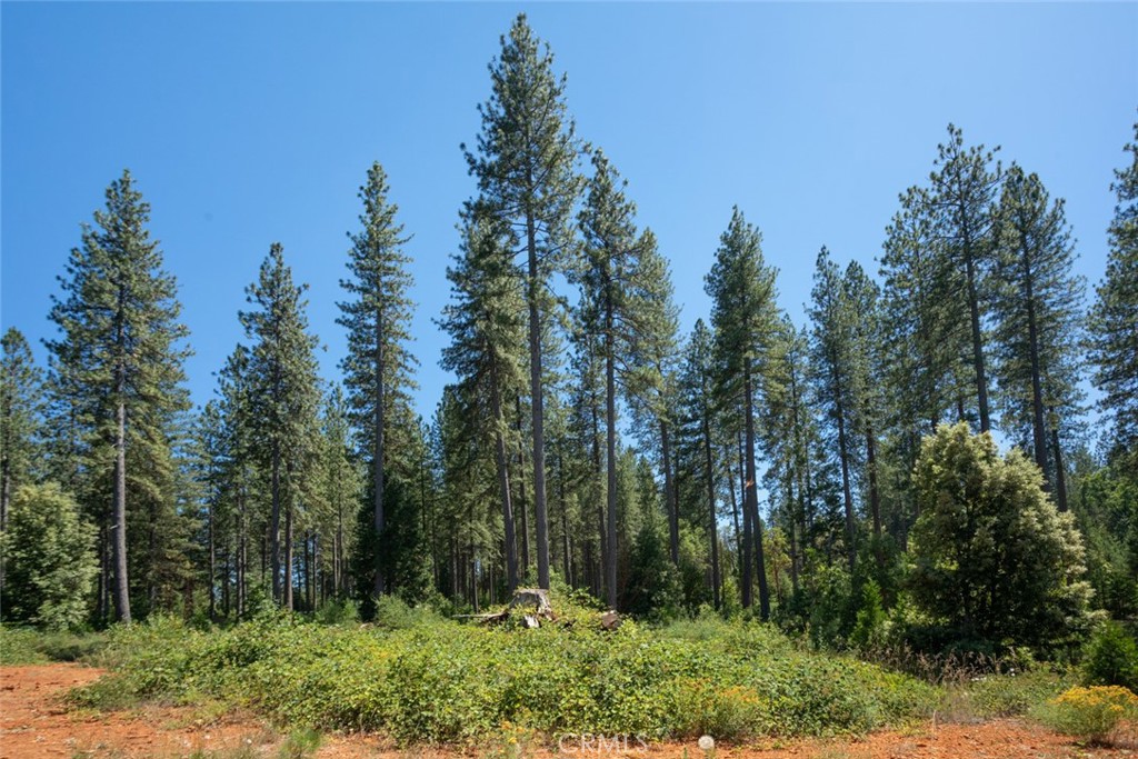 0 Forbestown Road Forbestown, CA 95941 - Photo 35 of 40 a view of outdoor space and green space