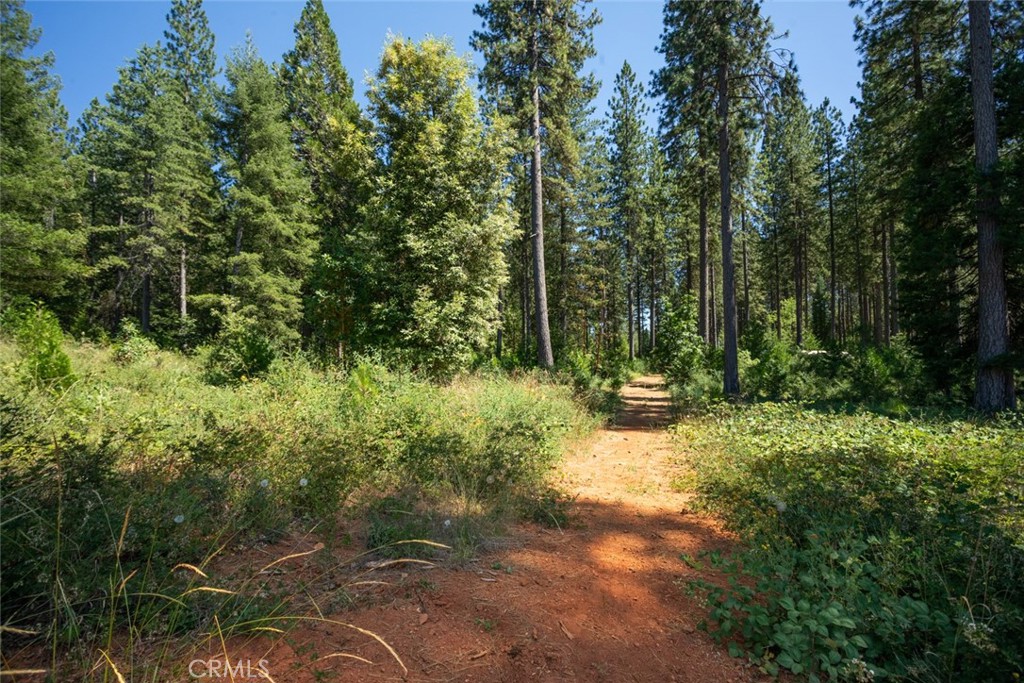 0 Forbestown Road Forbestown, CA 95941 - Photo 37 of 40 a view of a forest with trees in the background