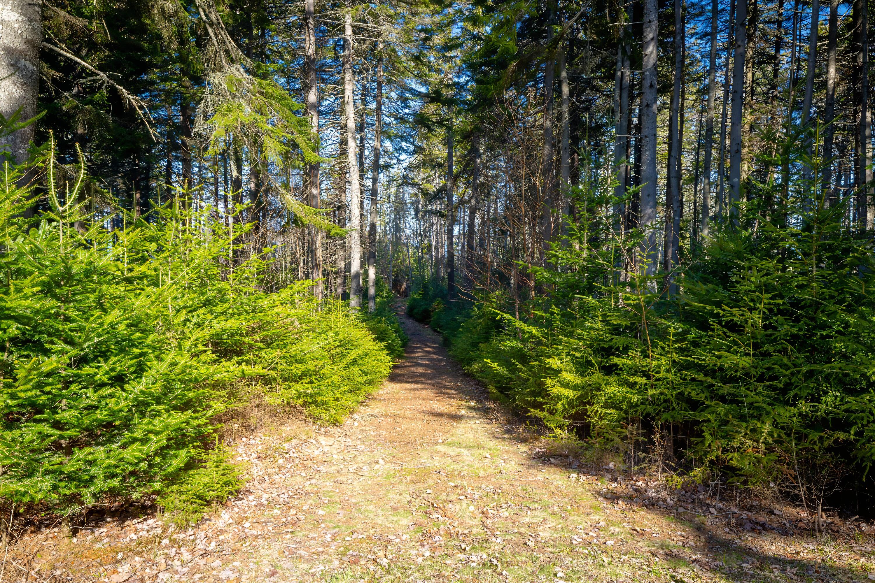 Lot 17 Wilderness Shore Road South Steuben, ME 04680 - Photo 10 of 12