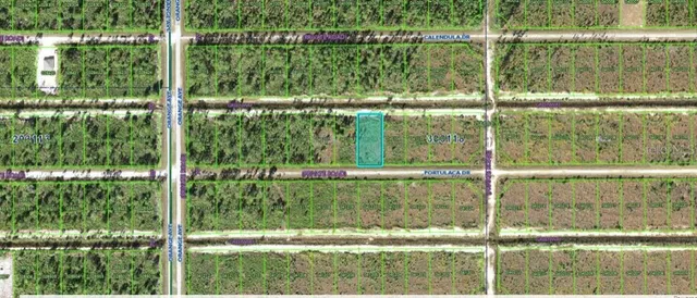 a view of a forest with trees