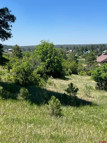a view of a green field with lots of plants in it