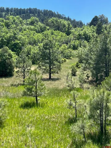 a view of a lush green forest with trees and some houses