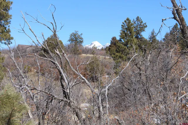 a view of a tree in a yard