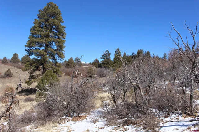 a view of a forest with lots of trees