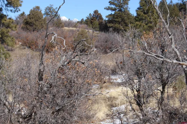 a view of a dry yard with lots of bushes