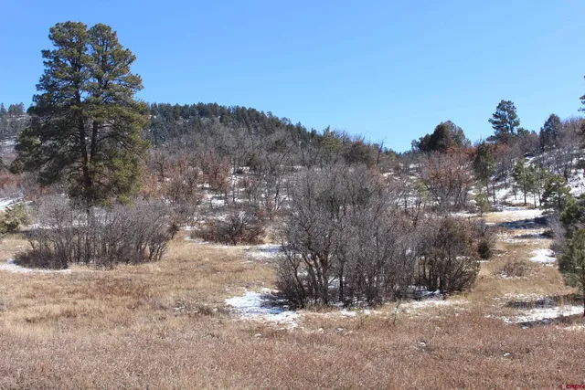 a view of a yard with a tree