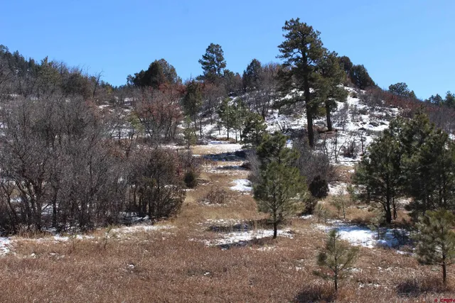 a view of a forest filled with snow