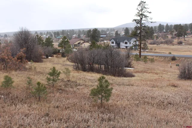 a view of a dry yard