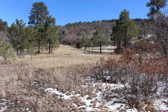 a view of a dry yard with trees