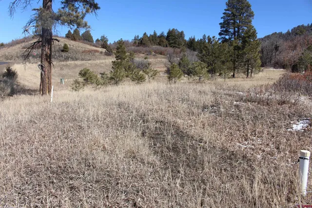 a view of a dry yard with trees