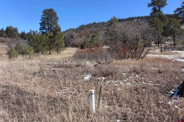 a view of a dry yard with green space