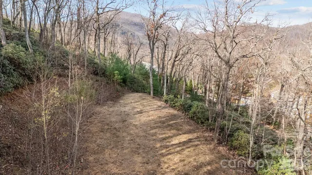 a view of a forest filled with trees