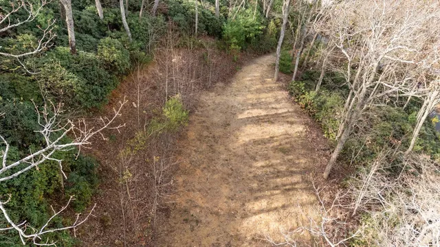 a view of a yard with plants and a bench